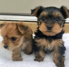 Photo №1. yorkshire terrier - à vendre en ville de Helsinki | 350€ | Annonce №117308