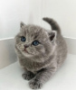 Photo №1. british shorthair - à vendre en ville de Los Angeles | 246€ | Annonce № 88657