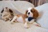 Photos supplémentaires: Chiots Cavalier King Charles Spaniel