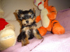 Photo №1. yorkshire terrier - à vendre en ville de Cologne | Gratuit | Annonce №95098