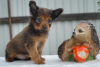 Photo №2 de l'annonce № 7761 de la vente petit chien russe - acheter à Fédération de Russie éleveur