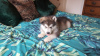 Photo №2 de l'annonce № 123631 de la vente malamute de l'alaska - acheter à Allemagne annonce privée