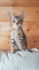 Photo №3. Beaux chatons Savannah avec pedigree à vendre. Allemagne