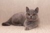 Photo №1. british shorthair - à vendre en ville de Folegandros | 350€ | Annonce № 65080