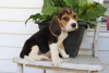 Photo №1. beagle - à vendre en ville de Porto | Gratuit | Annonce №28507