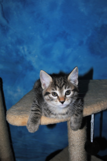 Photos supplémentaires: Disponible pour réserver des chatons Kurilian Bobtail