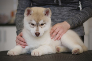 Photos supplémentaires: Chiots husky sibérien chic couleur fauve