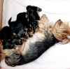 Photo №4. Je vais vendre yorkshire terrier en ville de Jever. annonce privée, éleveur - prix - 380€