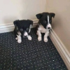 Photo №1. border collie - à vendre en ville de Redfern | 250€ | Annonce №71702