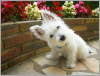 Photo №3. Chiots West Highland White Terrier. USA