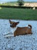 Photo №2 de l'annonce № 110550 de la vente basenji - acheter à Serbie 