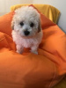 Photo №1. bichon à poil frisé - à vendre en ville de Kreivilä | Gratuit | Annonce №124070