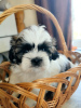 Photo №2 de l'annonce № 27794 de la vente shih tzu - acheter à Biélorussie annonce privée