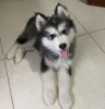 Photo №1. malamute de l'alaska - à vendre en ville de Франкфурт-на-Майне | 420€ | Annonce №83097