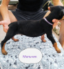 Photo №4. Je vais vendre dobermann en ville de Чирчик. annonce privée - prix - 95€