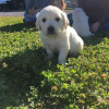 Photo №1. golden retriever - à vendre en ville de Sydney | 473€ | Annonce №55325