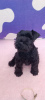 Photo №1. schnauzer miniature - à vendre en ville de Zrenjanin | négocié | Annonce №69160