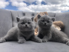 Photo №2 de l'annonce № 65907 de la vente british shorthair - acheter à Pologne éleveur