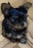 Photo №4. Je vais vendre yorkshire terrier en ville de Kruševac. éleveur - prix - 450€