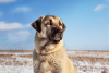 Photo №3. Chiots Kangal Turc. Biélorussie