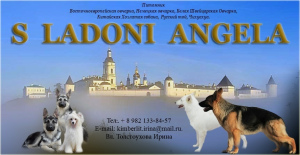 Photo №1. berger de l'est de l'europe, chien chinois à crête - à vendre en ville de Ekaterinbourg | Négocié | Annonce №2891