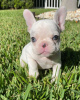 Photo №3. Chiots bouledogue français à vendre !. Allemagne