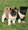 Photo №1. akita (chien) - à vendre en ville de Yorktown | 615€ | Annonce №50498