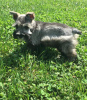 Photo №1. schnauzer miniature - à vendre en ville de Munich | 300€ | Annonce №69767