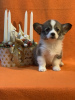 Photos supplémentaires: Chiots Pembroke Welsh Corgi issus de parents primés provenant d'un élevage