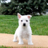 Photo №1. west highland white terrier - à vendre en ville de Bruxelles | négocié | Annonce №76845