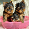 Photo №1. yorkshire terrier - à vendre en ville de Франкфурт-на-Майне | négocié | Annonce №73995