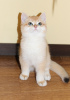 Photo №1. british shorthair - à vendre en ville de New york | 2366€ | Annonce № 77686