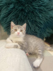 Photo №1. british shorthair - à vendre en ville de Yorkley | 331€ | Annonce № 106252