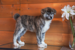 Photo №2 de l'annonce № 4653 de la vente akita (chien) - acheter à Fédération de Russie éleveur