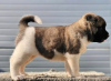 Photos supplémentaires: Akita américain, chiots