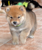 Photo №3. Chiots Shiba Inu. Serbie