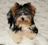 Photo №1. biewer yorkshire terrier - à vendre en ville de Балыкесир | 473€ | Annonce №43865