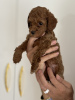 Photos supplémentaires: Chiots caniches miniatures