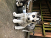 Photo №1. husky de sibérie - à vendre en ville de Munich | 400€ | Annonce №114668