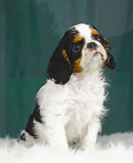 Photo №1. cavalier king charles spaniel - à vendre en ville de Sillamae | 800€ | Annonce №2294