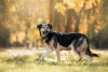 Photo №2 de l'annonce № 24548 de la vente chien bâtard - acheter à Fédération de Russie annonce privée