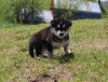 Photo №3. Malamutes d'Alaska mâles et femelles super mignons et adorables à vendre. Allemagne