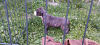 Photo №2 de l'annonce № 105679 de la vente american staffordshire terrier - acheter à Serbie annonce privée