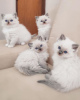 Photo №1. ragdoll - à vendre en ville de Никосия | 237€ | Annonce № 124576