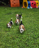 Photo №3. Chiots beagles. Allemagne