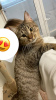 Photo №3. Le chat sympathique et sociable Jemmik veut devenir un animal de compagnie !. Fédération de Russie