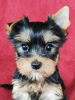 Photo №1. yorkshire terrier - à vendre en ville de Degernes | 284€ | Annonce №78014