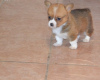 Photo №2 de l'annonce № 44886 de la vente welsh corgi - acheter à Lituanie annonce privée