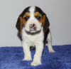 Photo №1. beagle - à vendre en ville de Paris | négocié | Annonce №76030