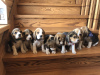 Photos supplémentaires: Le charmant chiot beagle est à la recherche d'un foyer et des plus tendres